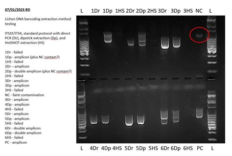 how to read pcr gel|Interpreting Electrophoresis Gels with Bento Lab .